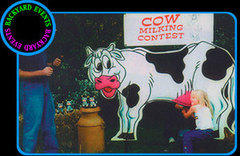 Cow Milking Contest Cow Milking Contest